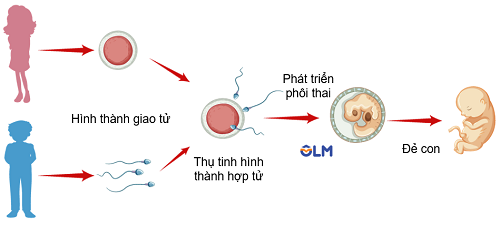 Quá trình sinh sản hữu tính ở người, olm